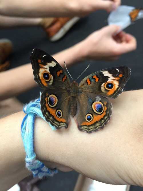 A colorful butterfly perched on a person's wrist, with hands and a bracelet visible in the background.