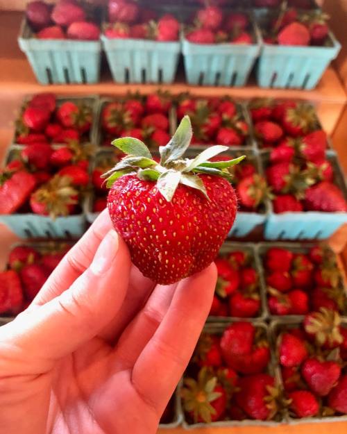 A hand holding a large strawberry in front of baskets filled with more strawberries.