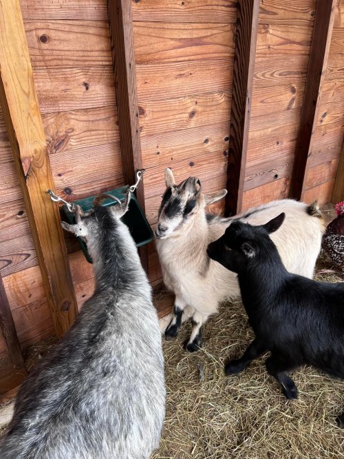Three goats of varying colors are gathered around a feeding trough in a wooden barn. Hay is scattered on the ground.