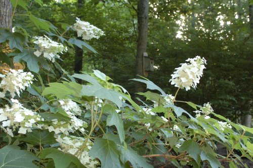 A cluster of white flowers on green leaves, set against a blurred forest background with soft sunlight filtering through.