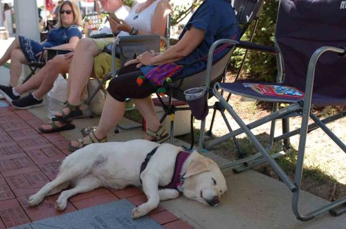 A relaxed dog lies on the ground near people sitting in chairs at an outdoor event.
