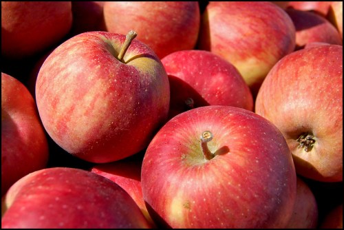 A close-up of red apples with a shiny surface, piled together in a vibrant display.