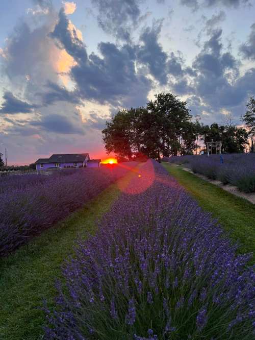 A sunset over a lavender field, with rows of purple flowers and a tree in the background under a cloudy sky.