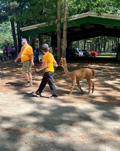 Two people in orange shirts walk along a path with a brown llama in a wooded area.