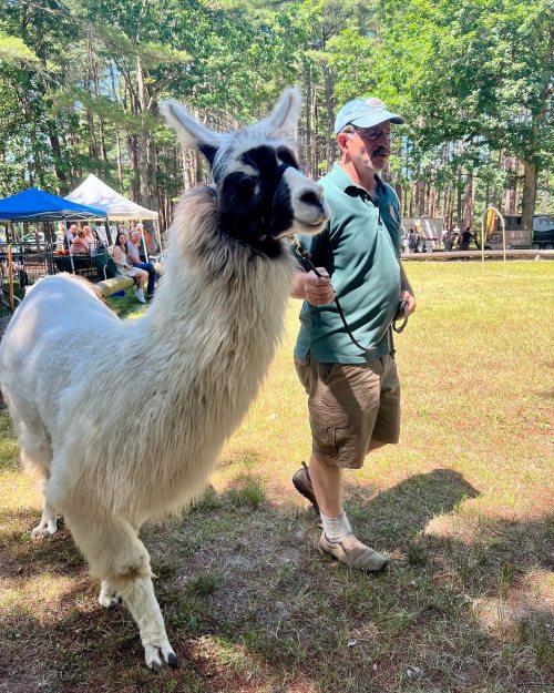 A man walks a llama on a leash in a grassy area with trees and tents in the background.