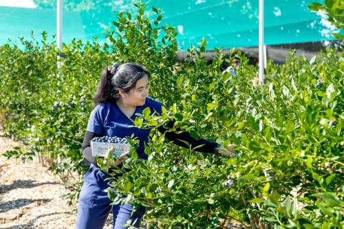 A woman in blue attire picks blueberries in a farm, holding a container while surrounded by green bushes.