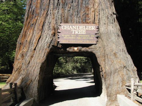 A large tree with a carved sign reading "Chandelier Tree" and a tunnel cut through its trunk, surrounded by forest.
