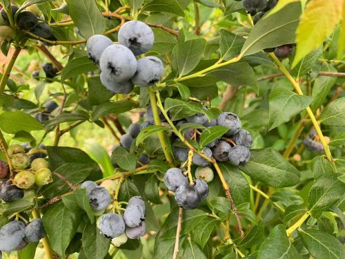 A close-up of a blueberry bush with clusters of ripe blue and green berries among green leaves.