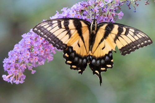 A yellow and black butterfly perched on a cluster of purple flowers, with a soft, blurred background.