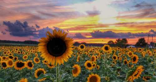 A vibrant field of sunflowers under a colorful sunset with clouds in the sky.