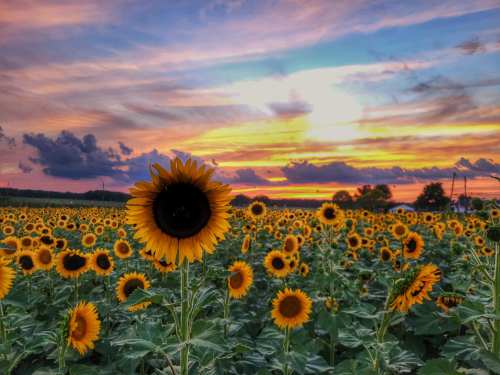 A vibrant field of sunflowers under a colorful sunset sky with clouds.
