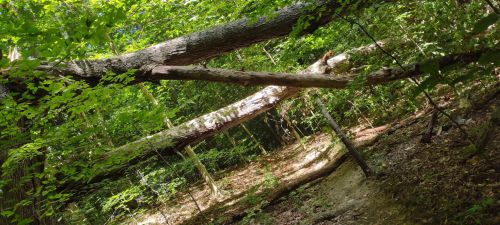 A fallen tree rests across a forested area, surrounded by lush green foliage and dappled sunlight.