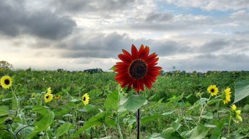 A vibrant red sunflower stands out among a field of yellow sunflowers under a cloudy sky.