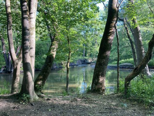 A serene forest scene with tall trees surrounding a calm, reflective stream under bright sunlight.