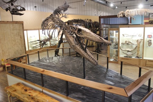 A large whale skeleton displayed in a museum, surrounded by glass cases of other fossils and exhibits.