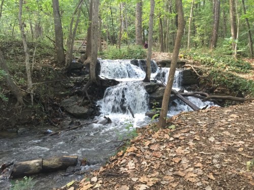A serene forest scene featuring a small waterfall cascading over rocks, surrounded by trees and fallen leaves.