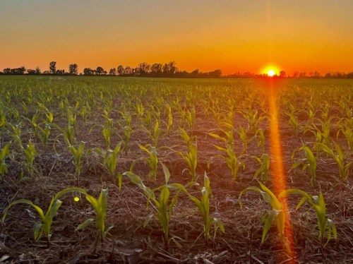 A field of young corn plants at sunset, with vibrant orange and yellow hues in the sky.