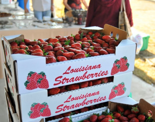 A stack of boxes filled with fresh Louisiana strawberries at a market.