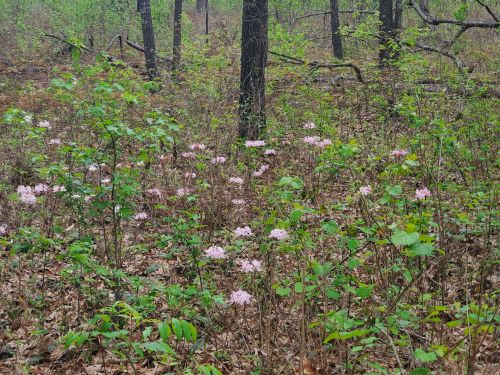A forest scene with blooming pink flowers among green foliage and fallen leaves. Trees are visible in the background.