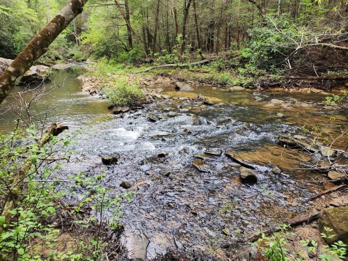 A serene stream flows through a lush, green forest, with rocks and vegetation lining the water's edge.