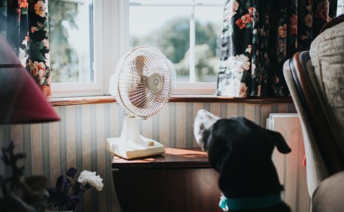 A dog sits near a window, gazing at a small fan in a cozy, floral-decorated room.