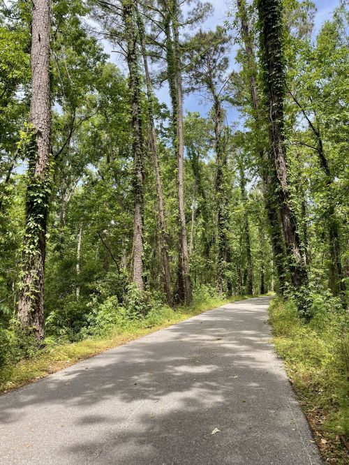 A serene, tree-lined road surrounded by lush greenery and tall trees under a clear blue sky.