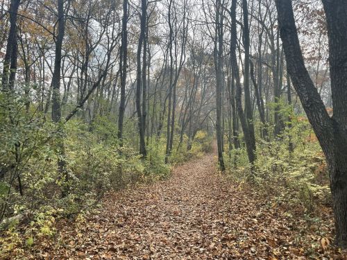 A serene forest path lined with trees and covered in fallen leaves, surrounded by autumn foliage.