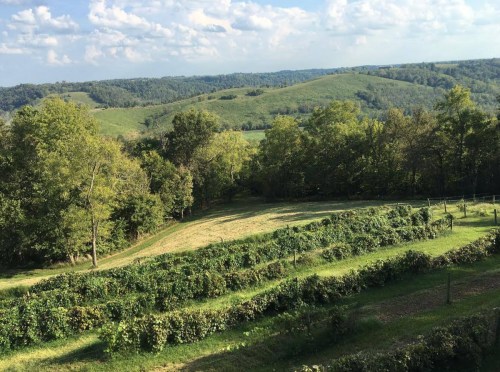 A scenic view of rolling hills and lush vineyards under a partly cloudy sky.