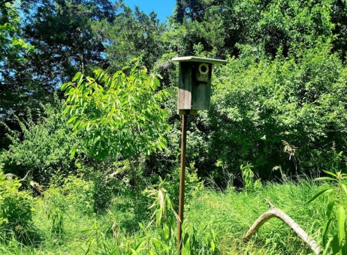 A wooden birdhouse on a post surrounded by lush green foliage and tall grass under a clear blue sky.
