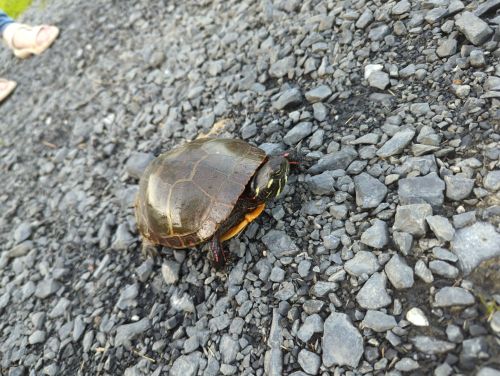 A turtle on a gravel path, with a dark shell and bright orange underbelly, surrounded by small stones.