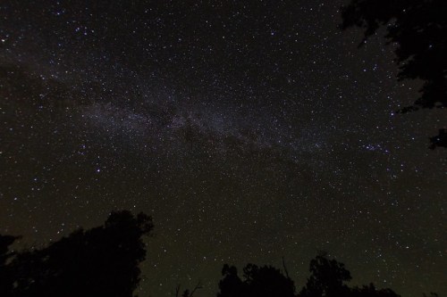A starry night sky filled with countless stars and a faint Milky Way, framed by dark silhouettes of trees.