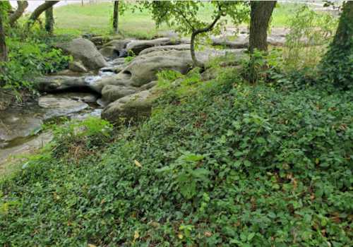 A serene natural scene featuring a small stream flowing over rocks, surrounded by lush greenery and trees.