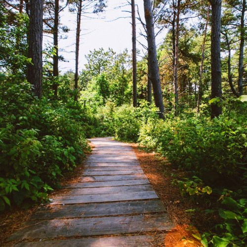 A wooden path winding through a lush green forest with tall trees and vibrant foliage on either side.