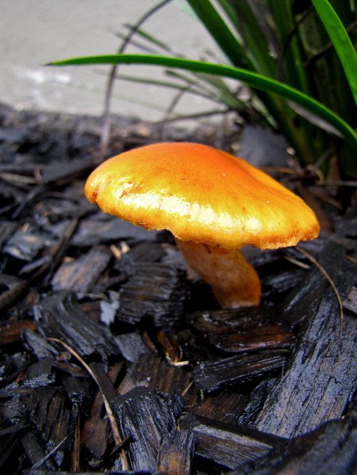 A vibrant orange mushroom grows among dark mulch and green grass.