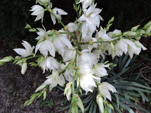 A cluster of white flowers with green buds, surrounded by lush green foliage.