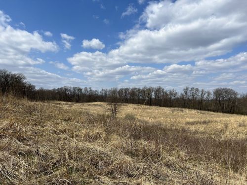 A grassy field under a blue sky with fluffy clouds, bordered by trees in the background.