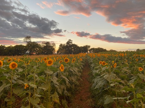 A field of sunflowers stretches towards a colorful sunset, with clouds scattered across the sky.