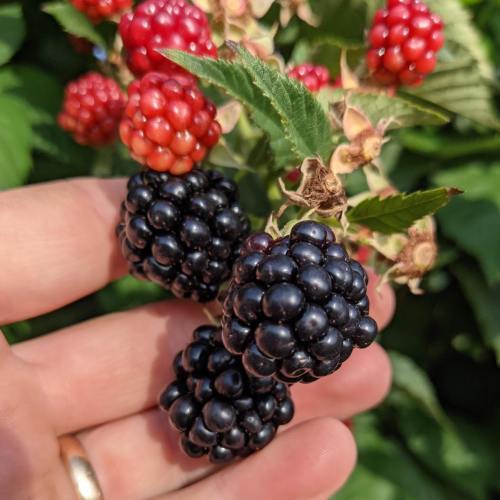 A hand holding ripe blackberries, with red and unripe blackberries in the background on a green plant.