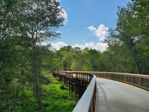 A winding wooden boardwalk through lush green trees under a bright blue sky with fluffy clouds.
