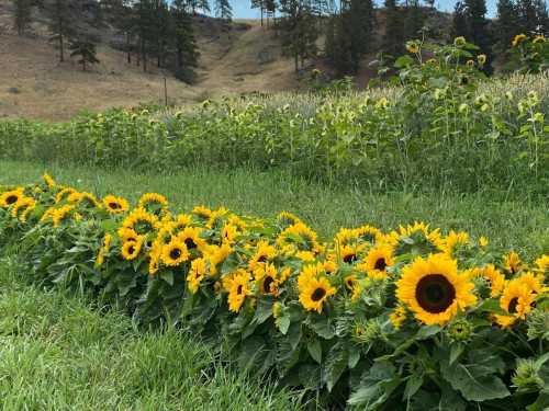 A vibrant row of sunflowers in a green field, with hills and more sunflowers in the background.