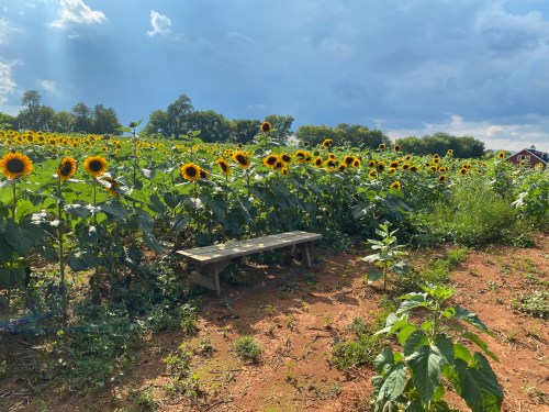 A wooden bench beside a vibrant sunflower field under a partly cloudy sky.