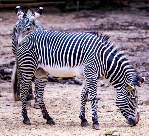 Two zebras with distinctive black and white stripes stand on sandy ground, one grazing while the other looks on.