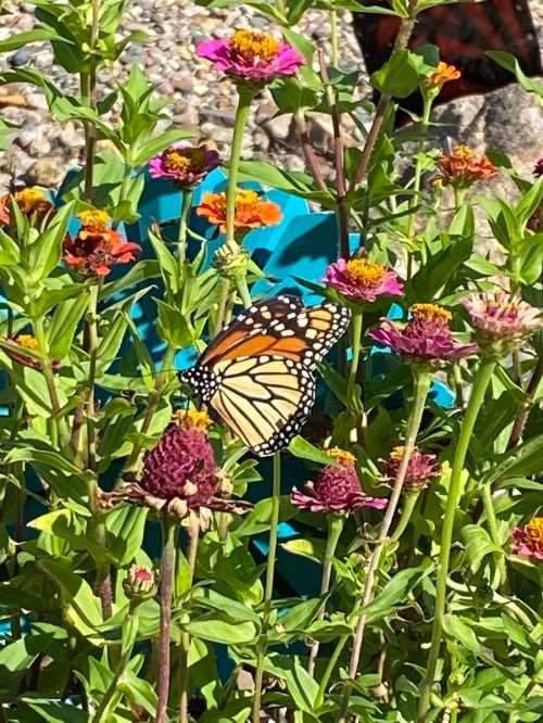 A monarch butterfly perched on colorful zinnia flowers in a garden.