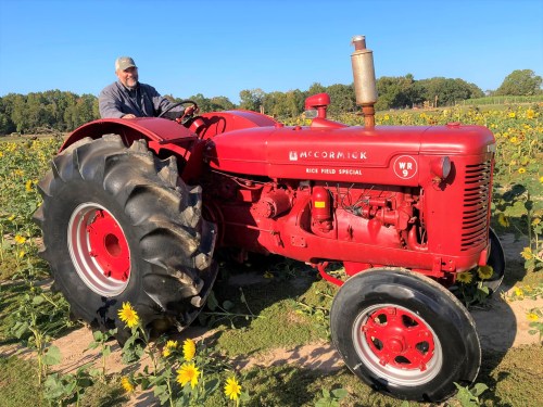 A man sits on a red McCormick tractor surrounded by sunflowers in a field on a sunny day.