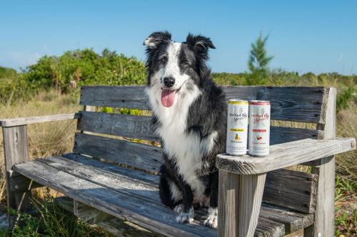 A happy black and white dog sits on a wooden bench beside two cans of sparkling water in a sunny outdoor setting.