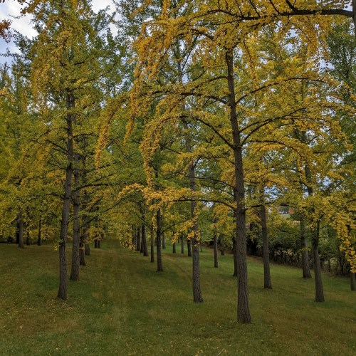 A serene grove of trees with vibrant yellow leaves, set against a grassy landscape under a cloudy sky.
