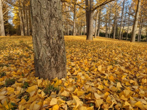 A tree stands amidst a carpet of golden leaves in a sunlit forest, surrounded by tall trees.