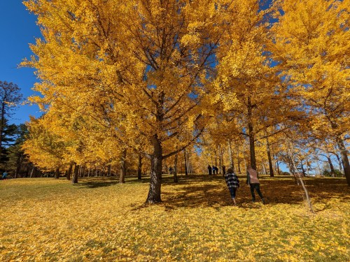 Two people walk through a park filled with vibrant yellow trees and fallen leaves under a clear blue sky.