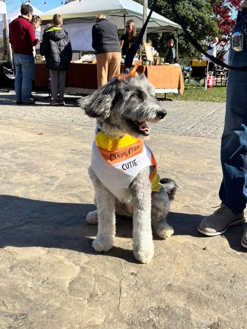 A cute dog wearing a candy corn-themed outfit sits on a path at an outdoor event with people in the background.