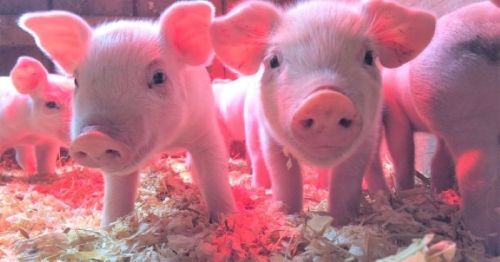 Two adorable piglets with pink skin and big ears, standing on straw in a warm, softly lit barn.